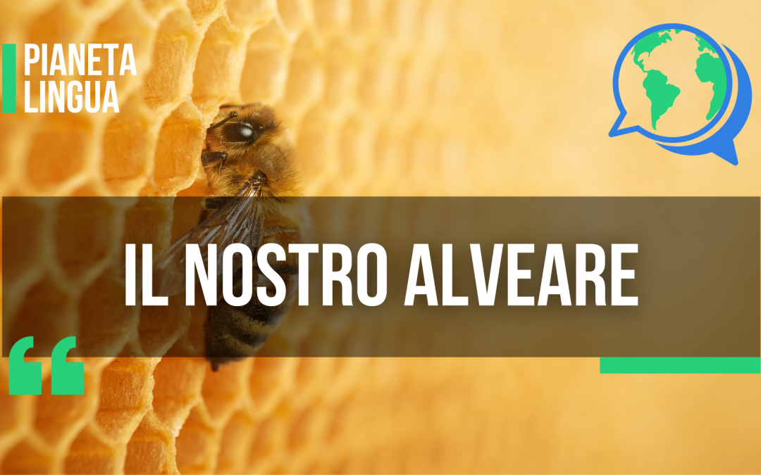 Il nostro ALVEARE!